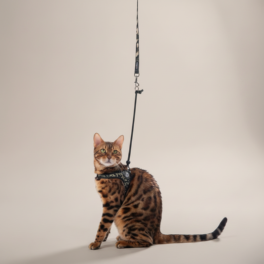 Lupiora TRE PONTI Easy Fit Hundegeschirr in Camouflage mit reflektierendem Rand an einer Bengal-Katze