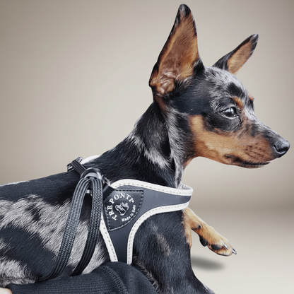 Lupiora Tre Ponti Easy Fit Hundegeschirr in Schwarz mit reflektierendem Rand an einem kleinen Hund