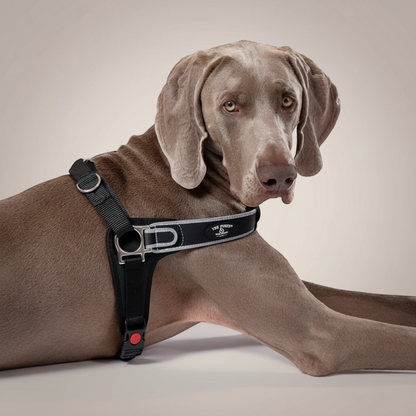 Lupiora TRE PONTI Forza No-Pull Hundegeschirr in Schwarz mit reflektierendem Rand an einem Weimaraner