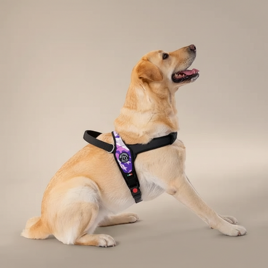 Lupiora TRE PONTI Primo Hundegeschirr in Camouflage-Lila an einem Labrador, ergonomisch und verstellbar
